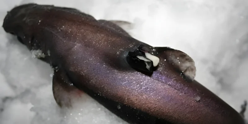 Etmopterus spinax op lantaarnhaai