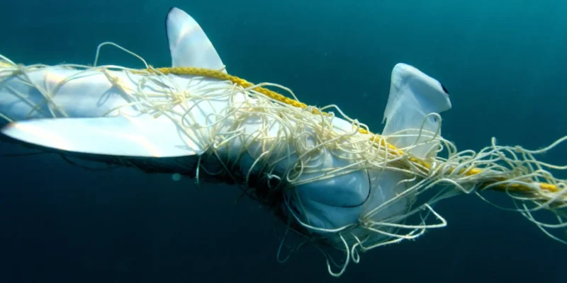 Hamerhaai verstrikt in een haaiennet in Queensland