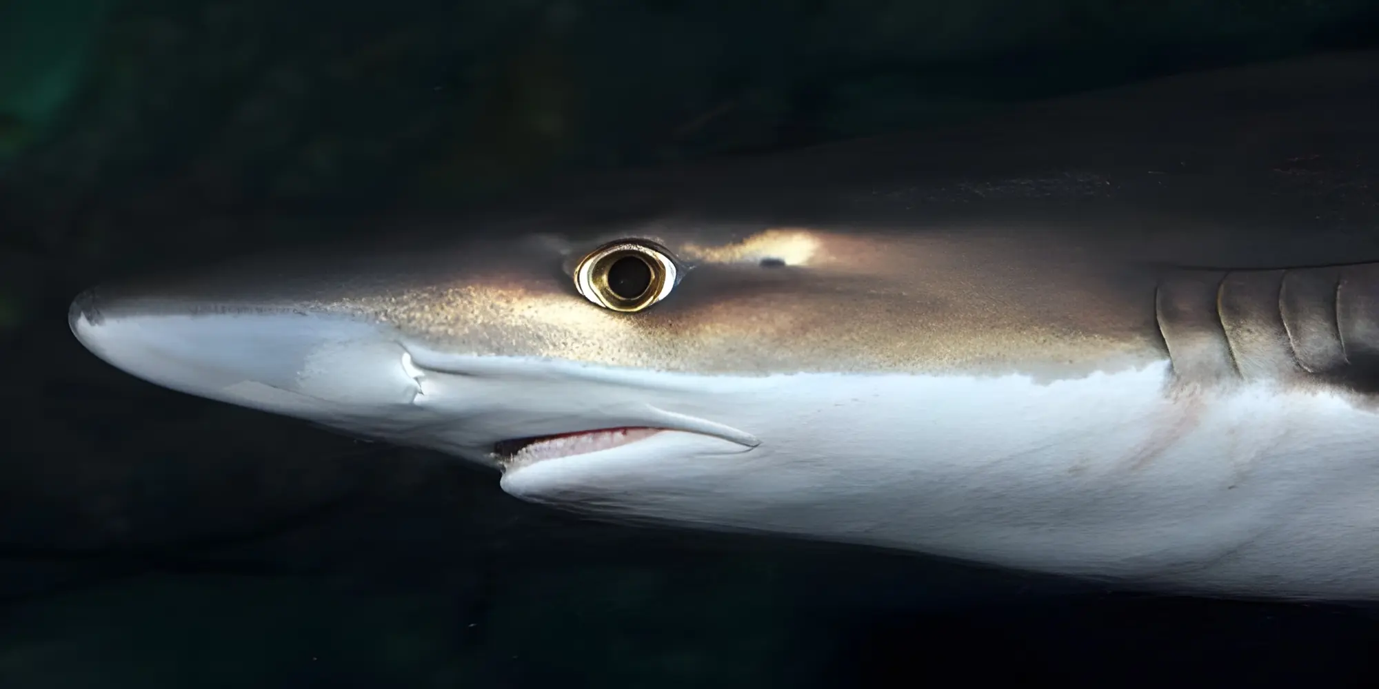 Toonhaai galeorhinus galeus kop