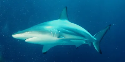 Kleine zwartpunthaai Carcharhinus limbatus