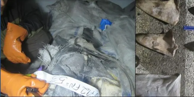 Negen Japanse schepen hebben illegaal meer dan 17 ton haaienvinnen in Callao aan land gebracht