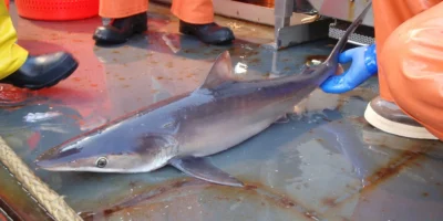 Zijdehaai carcharhinus falciformis dood op een boot