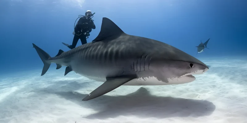 Tijgerhaai galeocerdo cuvier