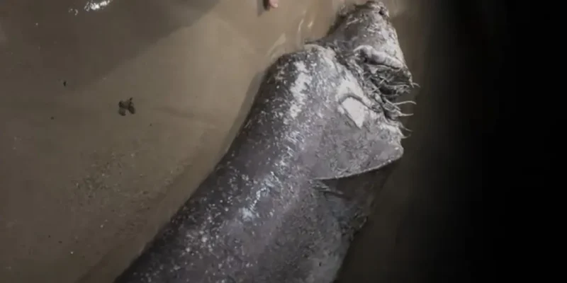 Dode grijze haai met grote wond aangespoeld op stadsstrand Mallorca