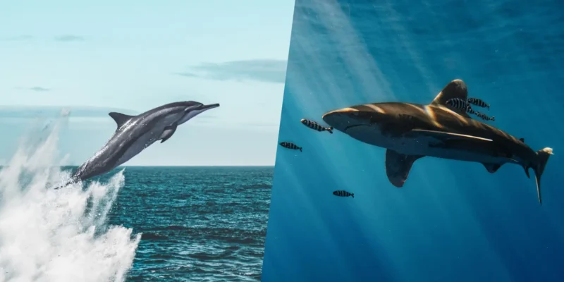 Waarom sommige haaien dolfijnen mijden