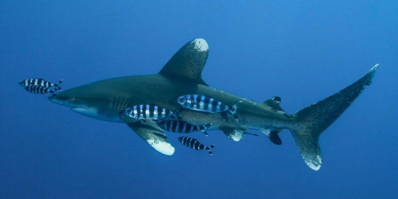 Wittip rifhaai carcharhinus longimanus