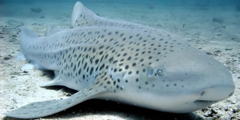 Zebrahaai Stegostoma tigrinum Thailand ligt op zandige bodem