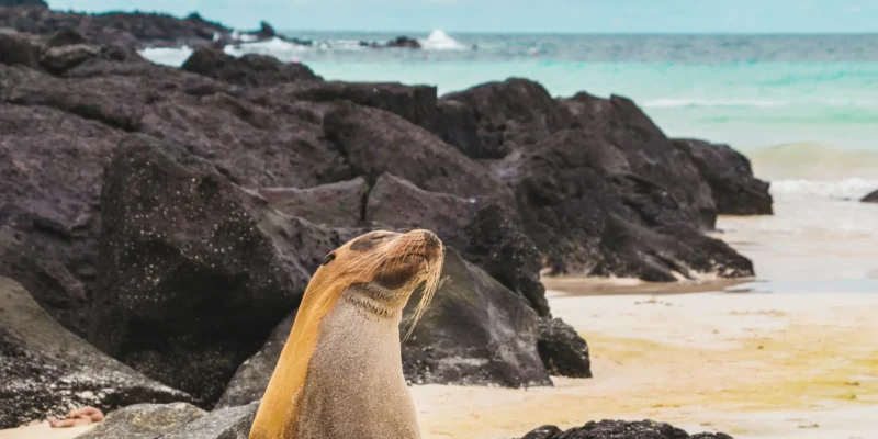 Zeeleeuw op het strand van Santa Fe, Galápagos