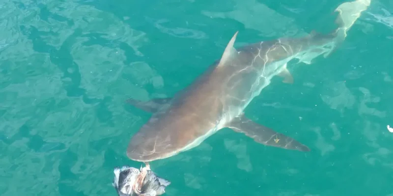 Koperhaai carcharhinus brachyurus