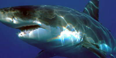 Carcharodon carcharias witte haai