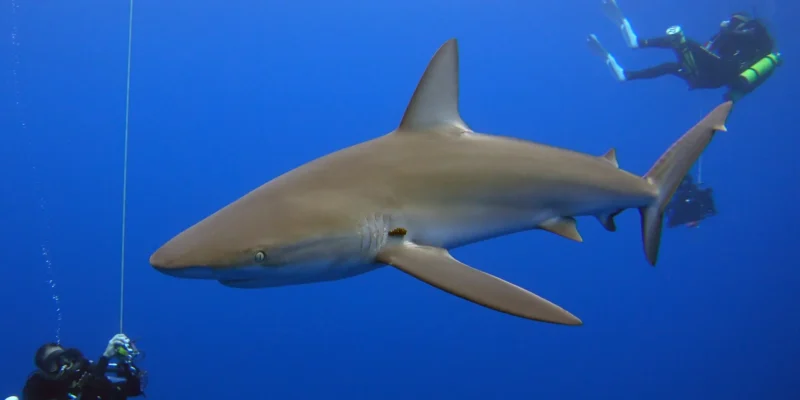 Galapagoshaai Carcharhinus galapagensis