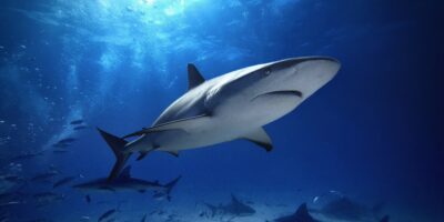 Caribische rifhaai carcharhinus perezii bahama's