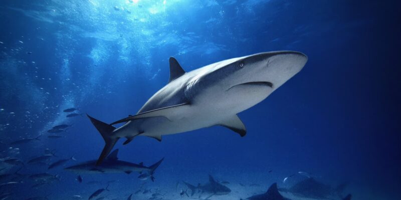 Caribische rifhaai carcharhinus perezii bahama's