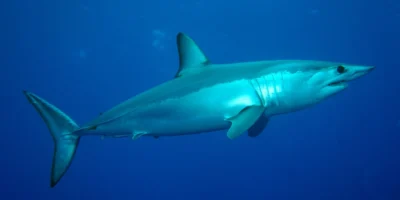 Kortvinmakreelhaai isurus oxyrinchus van opzij in blauw water