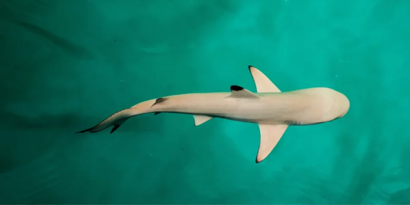 Malediven schaffen haaienvangstverbod na decennia af