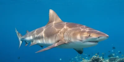 Nieuw bewijs bij Nantucket: zwarte haai jaagt op kegelrobben