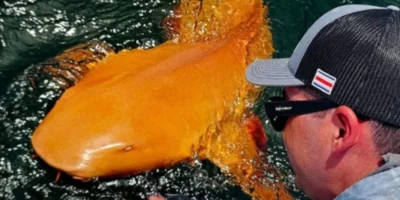 Oranje verpleegsterhaai met witte ogen, Costa Rica