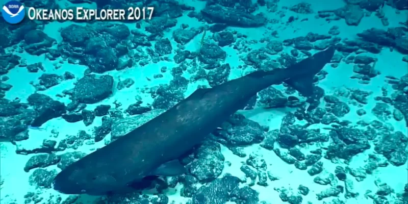 Pacifische sluimerhaai Somniosus pacificus