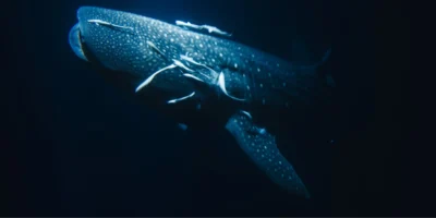 Rhincodon typus walvishaai met donkere achtergrond