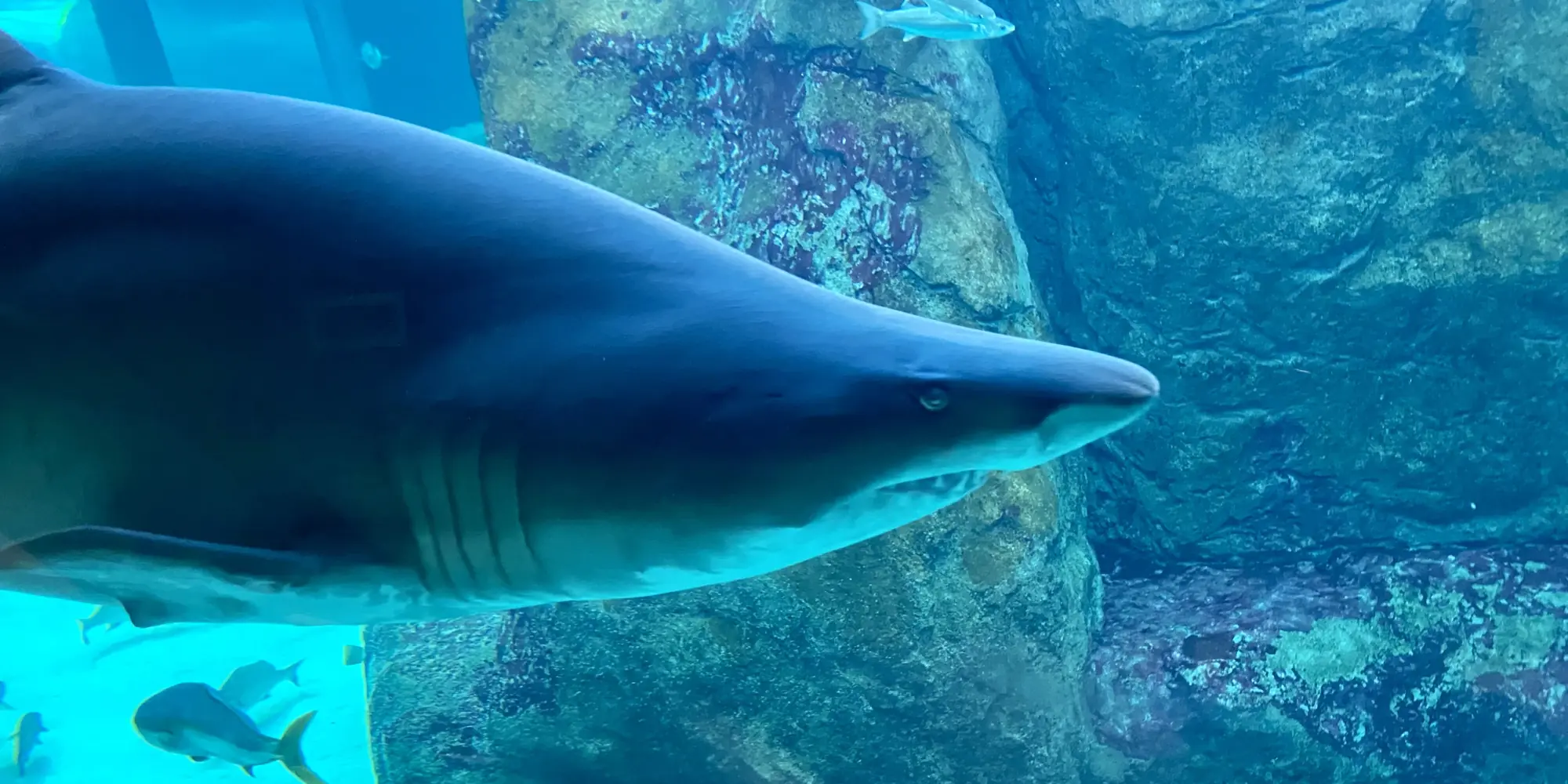 Two Oceans Aquarium zandtijgerhaai