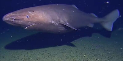 Onbekende slaaphaai in Antarctica
