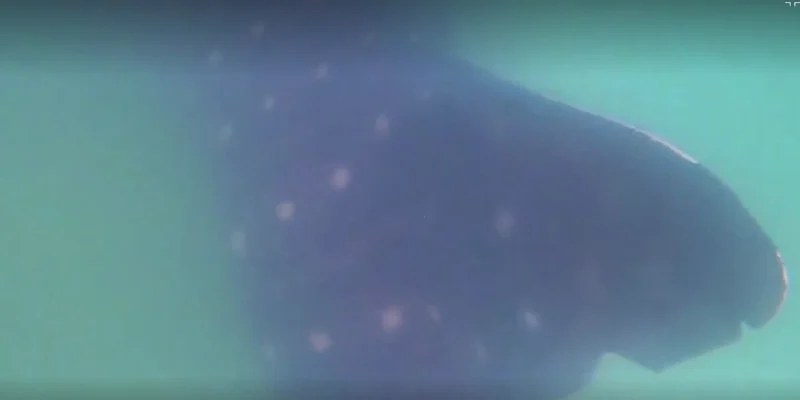 Walvishaai aan de kust van Ashdod in de Middellandse Zee in Israël