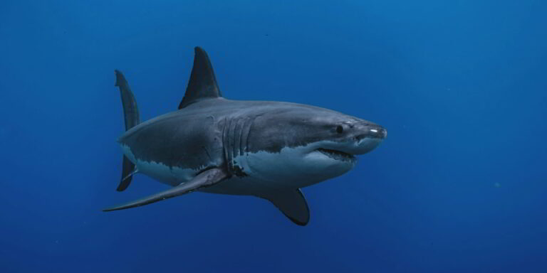 Witte haai (Carcharodon carcharias) in blauw water