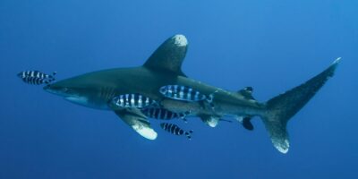 Wittip rifhaai carcharhinus longimanus