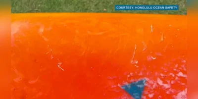 Close-up van een oranje surfplank met vermoedelijke tandafdrukken na een ontmoeting met een tijgerhaai bij Ala Moana