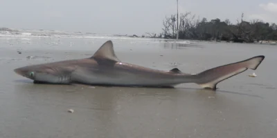 Atlantische scherpsnuithaai ligt aan Hunting Island Beach in South Carolina
