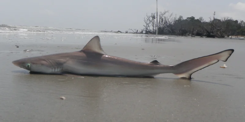 Atlantische scherpsnuithaai ligt aan Hunting Island Beach in South Carolina