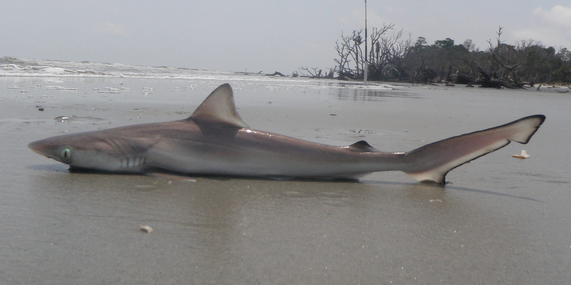 Atlantische scherpsnuithaai ligt aan Hunting Island Beach in South Carolina