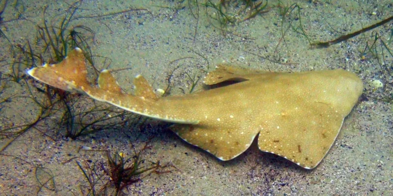 Australische zee-engel Squatina australis zwemt over de zeebodem