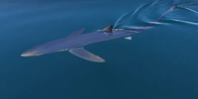 Blauwe haai die vlak onder het zeeoppervlak voor Almuñécar zwemt