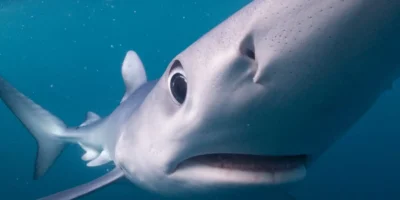 Blauwe haai tikt met zijn snuit tegen de cameralens