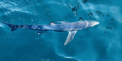 Blauwe haai Prionace glauca bij het wateroppervlak
