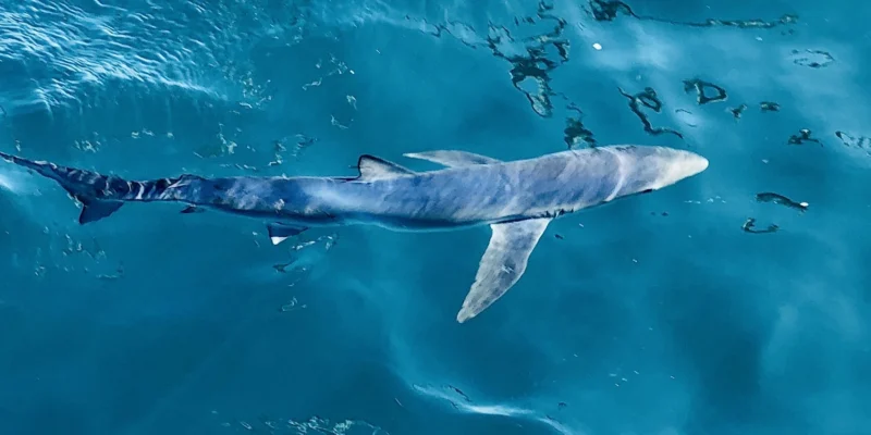 Blauwe haai Prionace glauca bij het wateroppervlak