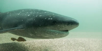 Close-up van een breedneus-zevenkieuwshaai onder water