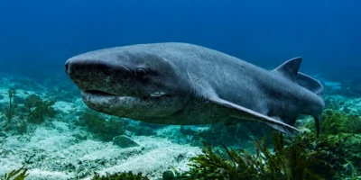 Breedneus-zevenkieuwshaai Notorynchus cepedianus