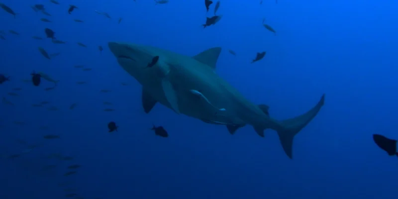 Stierhaai Carcharhinus leucas in blauw water