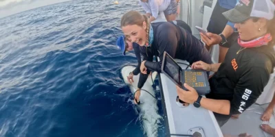 Caribische rifhaai wordt langs een boot onderzocht op de Kaaimaneilanden