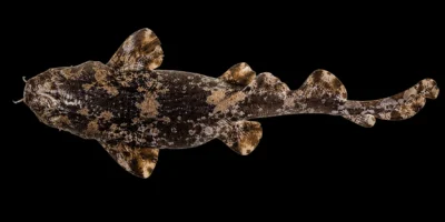 Cobblerwobbegong Sutorectus tentaculatus
