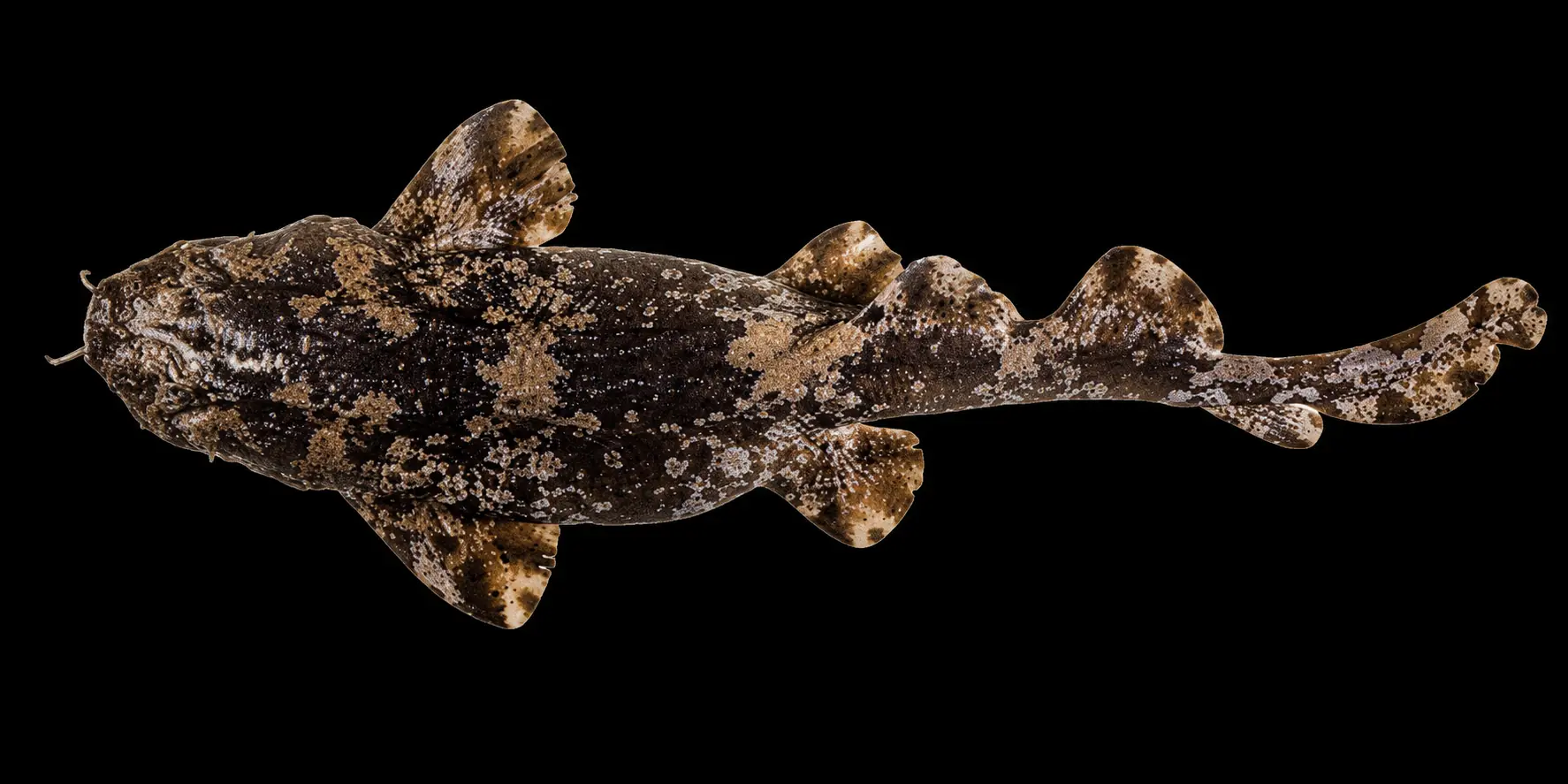 Cobblerwobbegong Sutorectus tentaculatus