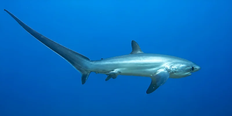 Gewone voshaai Alopias vulpinus