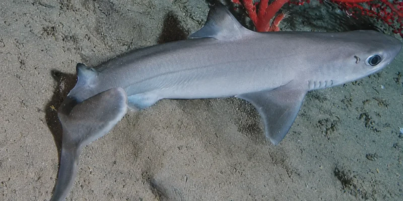 Cubaanse doornhaai Squalus cubensis boven zandbodem met rood koraal