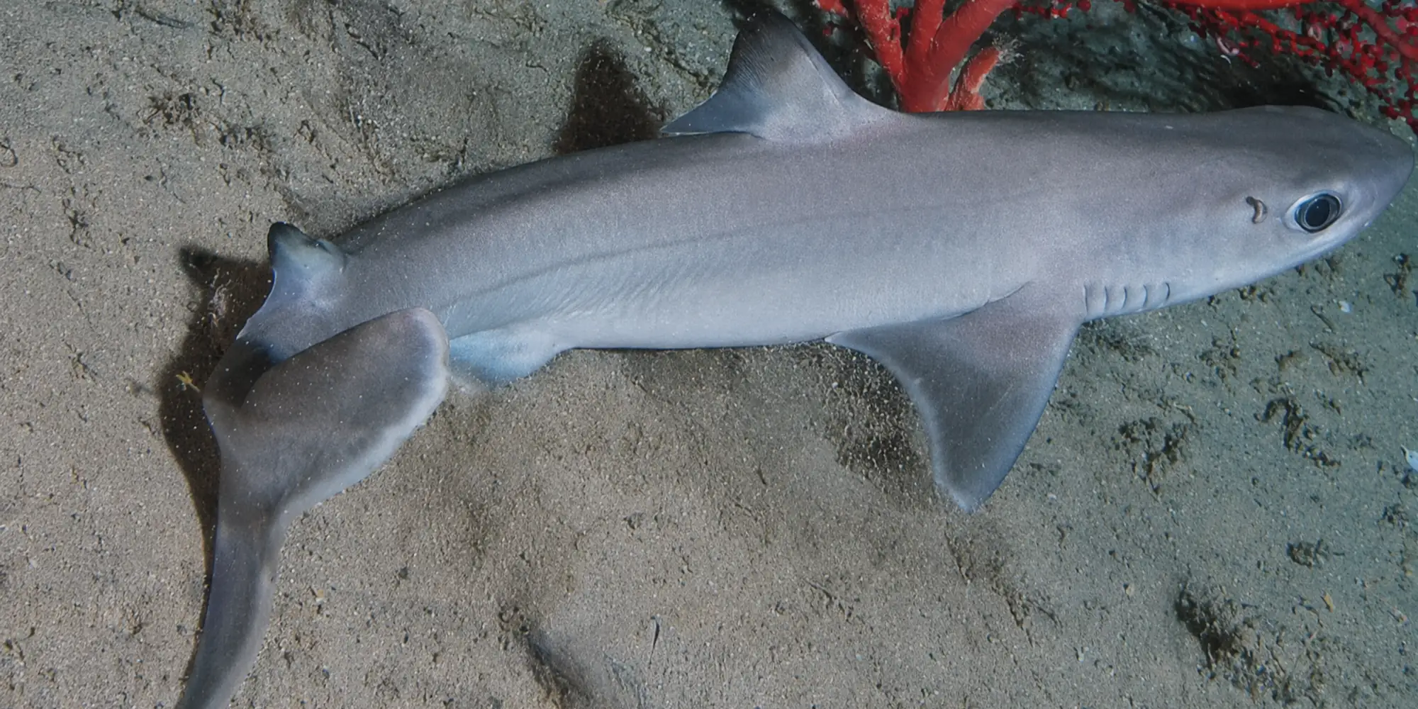 Cubaanse doornhaai Squalus cubensis boven zandbodem met rood koraal
