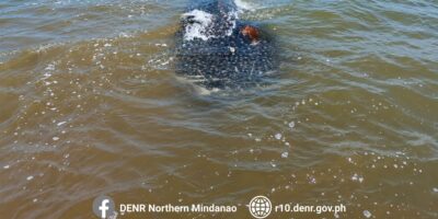 Dode walvishaai (Rhincodon typus) in ondiep kustwater voor Bolisong