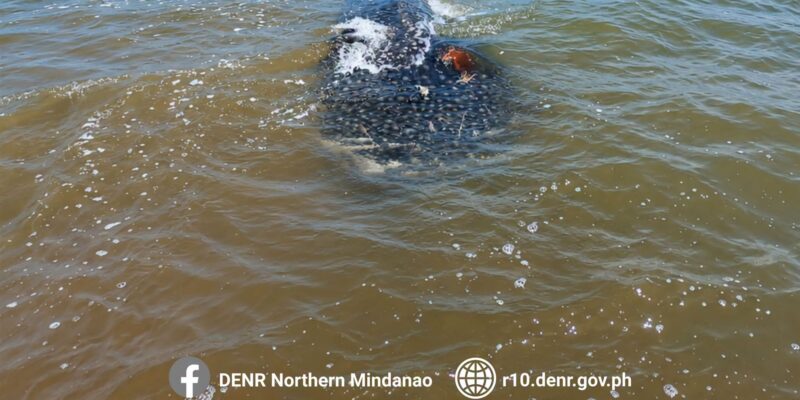 Dode walvishaai (Rhincodon typus) in ondiep kustwater voor Bolisong