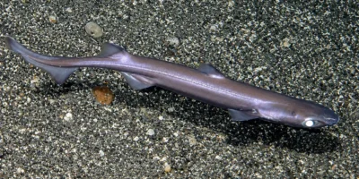 Donkerbuiklantaarnhaai Etmopterus spinax