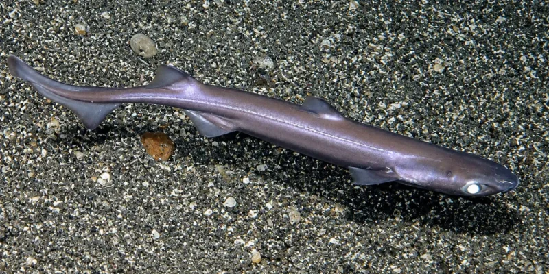 Donkerbuiklantaarnhaai Etmopterus spinax